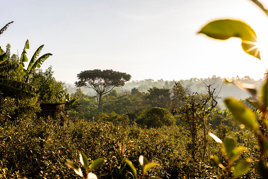 Ethiopia Limmu